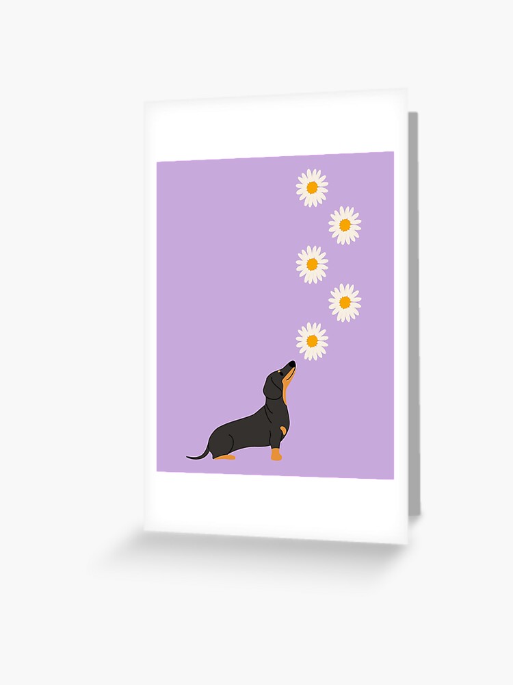 Dachshund Dog with Daisy Flower