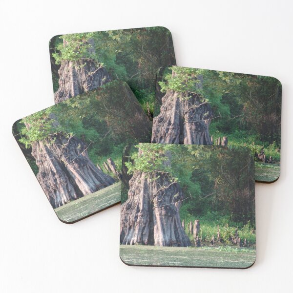Item preview, Old Growth Cyprus in Henderson Swamp, Louisiana designed and sold by Bleknervin.