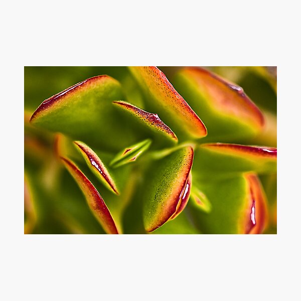 Red Tipped Cactus Photographic Print