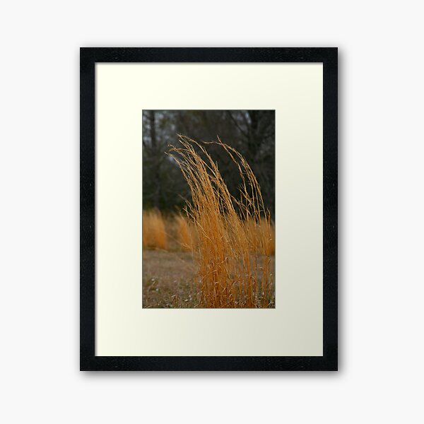 Winter Grasses Framed Art Print