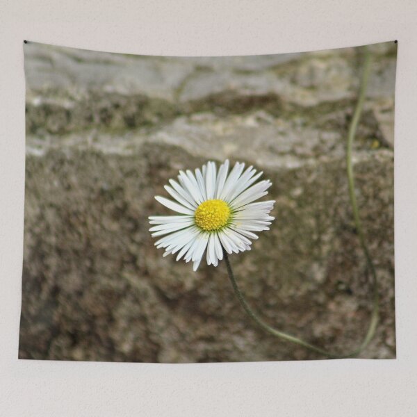 Item preview, Single Daisy Flower Blooming on Stone designed and sold by Anna Lemos.