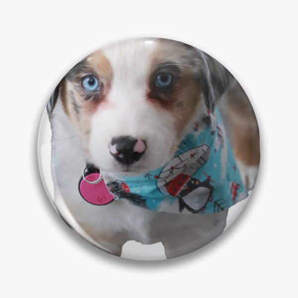 Artikelvorschau, Oakley der Mini-Australian Shepherd #1 entworfen und verkauft von jeff7109.