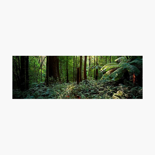Item preview, Dense Rainforest near the Black Spur, Healesville Panorama designed and sold by Colin Dixon.