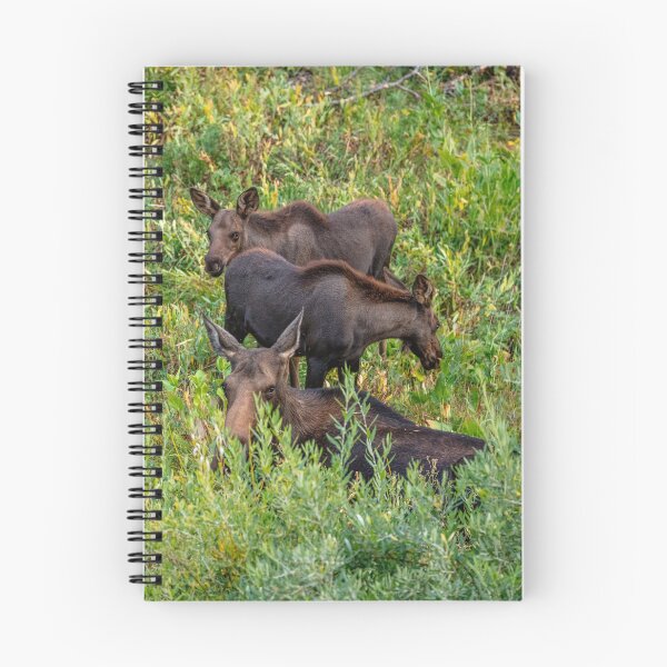 Item preview, Cow Moose And Her Calves designed and sold by Richard Montag.