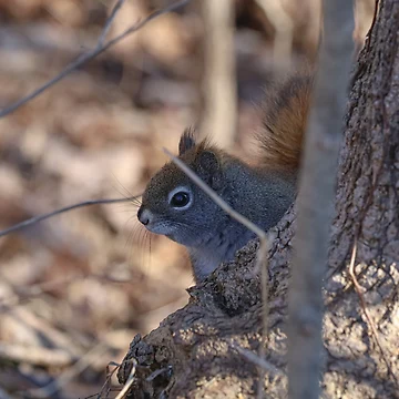 Artwork thumbnail, Red Squirrel by OneCreativePup
