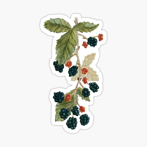 Item preview, Himalayan Blackberry designed and sold by ginkgogirl.