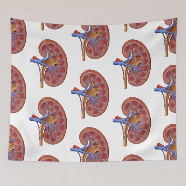 Item preview, Medical Illustration of Kidney Anatomy designed and sold by ScienceSource.