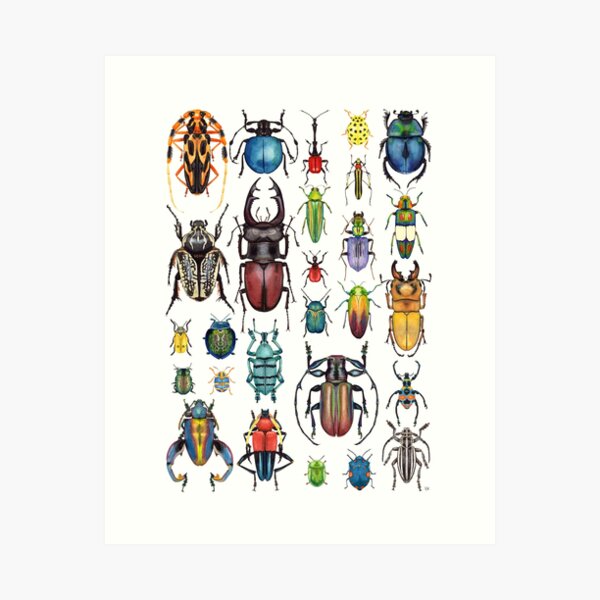 Beetle Collection Art Print