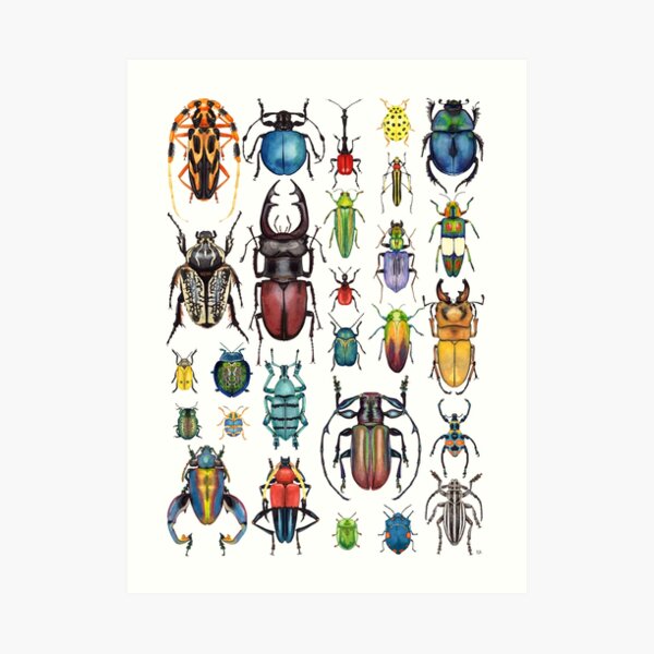 Beetle Collection Art Print