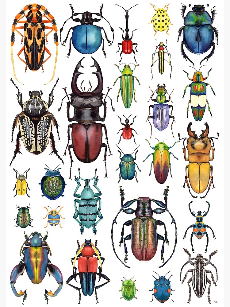 Thumbnail 3 of 3, Poster, Beetle Collection designed and sold by Kelly King.