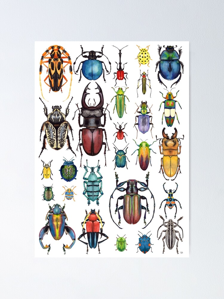 Thumbnail 2 of 3, Poster, Beetle Collection designed and sold by Kelly King.