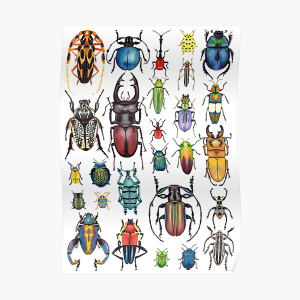 Beetle Collection Poster