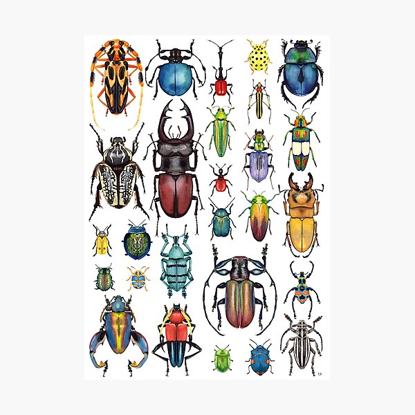Beetle Collection Photographic Print