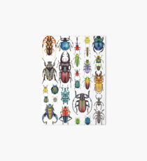 Beetle Collection Art Board