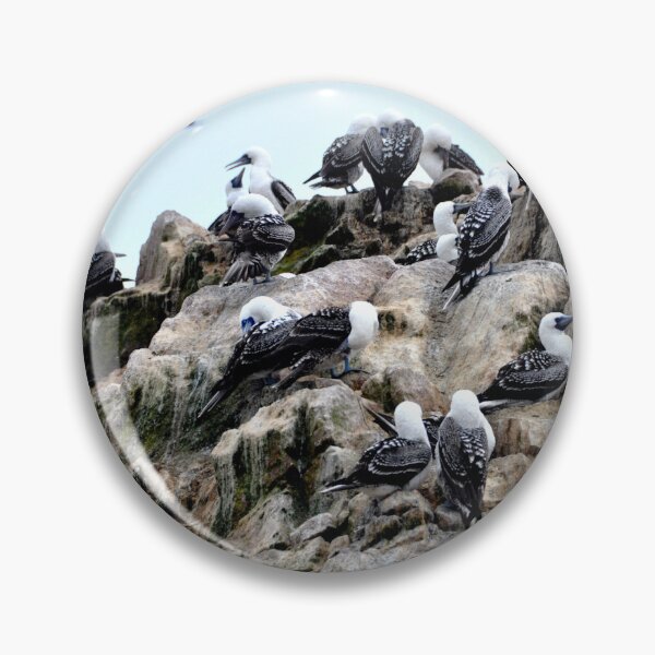 Item preview, Peru - Paracas - The Ballestas Islands, Birds designed and sold by franck380.