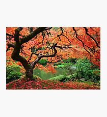 Eden I Photographic Print