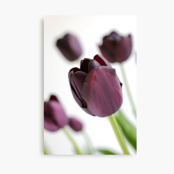 Purple Tulips Canvas Print