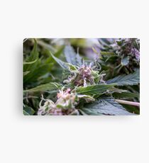 Shoreline Canvas Print