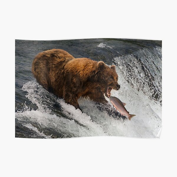 Bear about to catch salmon in mouth Poster