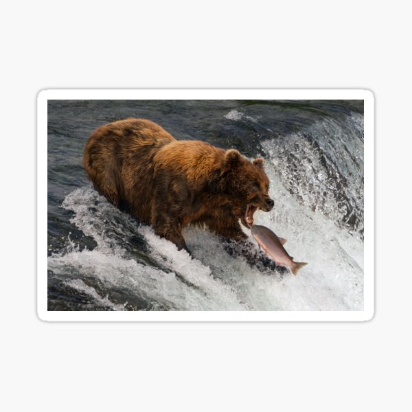 Bear about to catch salmon in mouth Sticker