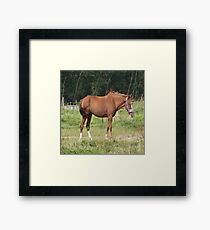 Braunes Pferd Gerahmtes Wandbild