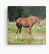 Braunes Pferd Metalldruck