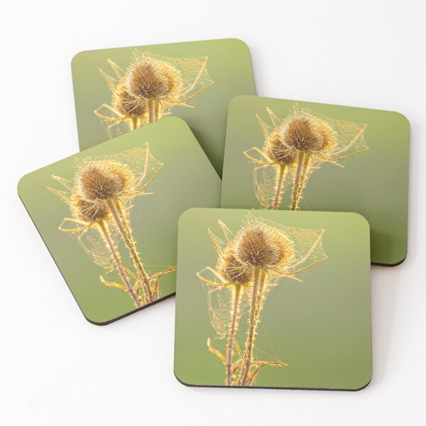 Item preview, Teasels with cobwebs designed and sold by Dalyndigital Photography.