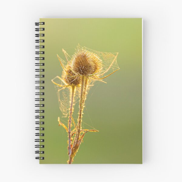 Item preview, Teasels with cobwebs designed and sold by Dalyndigital Photography.