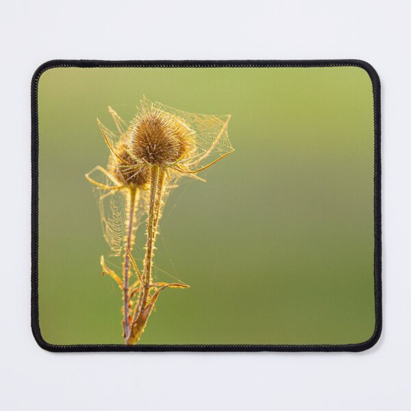 Item preview, Backlit teasels designed and sold by Dalyndigital Photography.