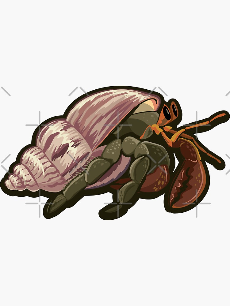 hermit crab by duxpavlic