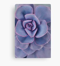 Purple Pearl Canvas Print