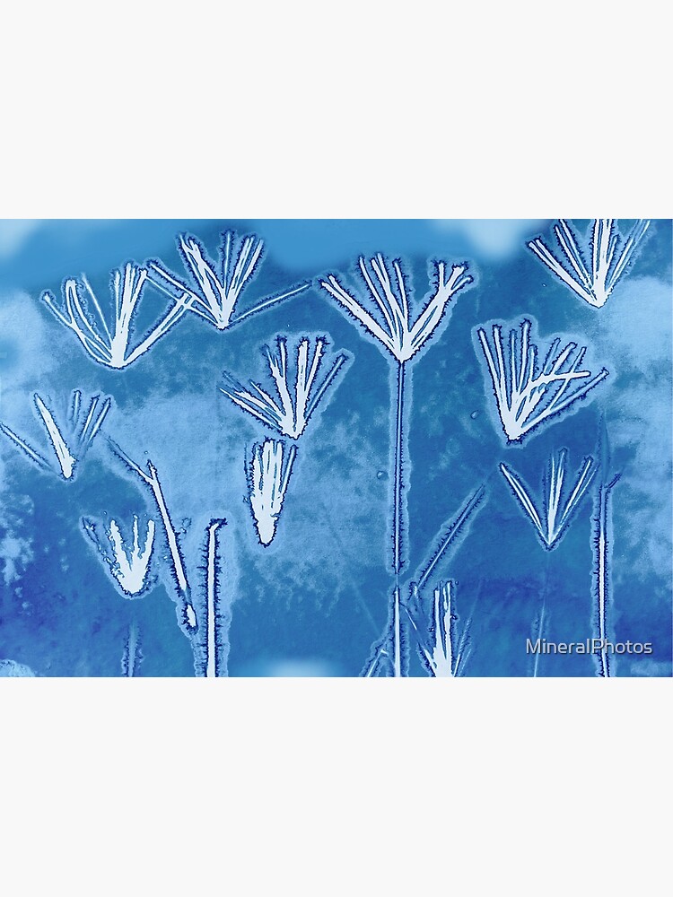 Cyanotype  Creating botanical prints with alternative printing process