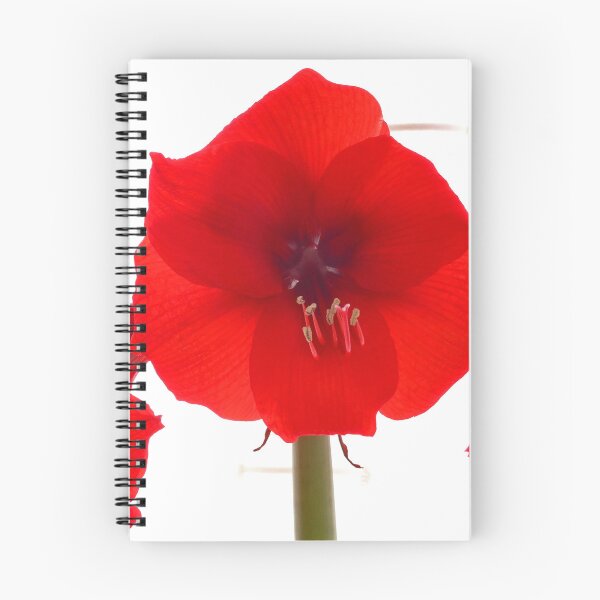 Aperçu de l'œuvre Amaryllis créée et vendue par John Thurgood.