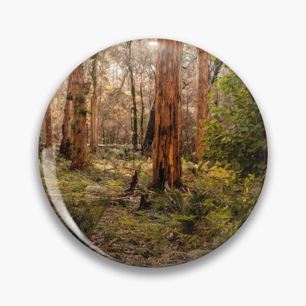 Artikelvorschau, Warmes Licht im Boranup-Wald entworfen und verkauft von Images by Chris de Blank.