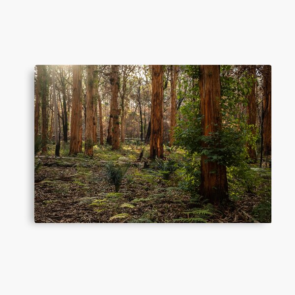 Item preview, Natural look of Boranup Forest designed and sold by Images by Chris de Blank.