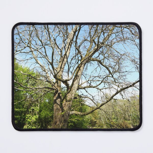 Item preview, Heritage trail river walk tree shadows Buncrana designed and sold by eddiebarronshop.