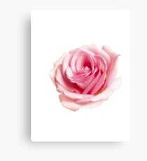 Pink rose Canvas Print
