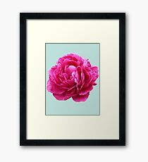 Pink peony Framed Print