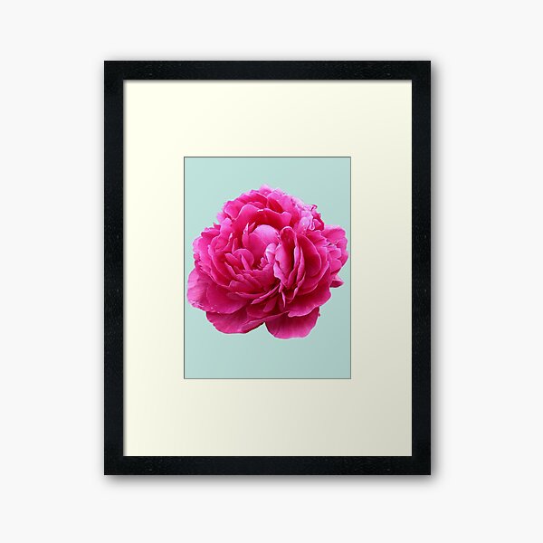 Pink peony Framed Art Print
