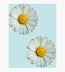 Two white daisies Photographic Print