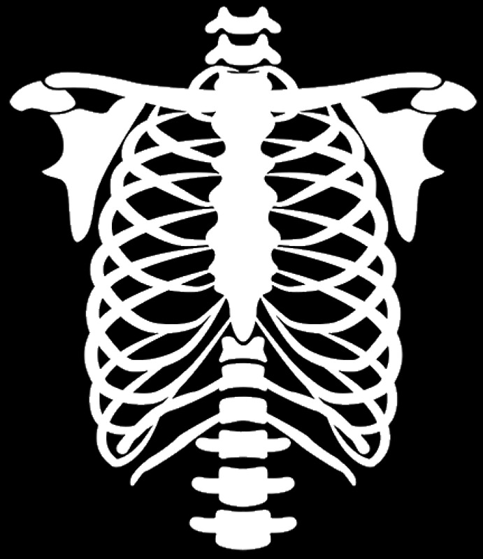 skeleton. skeleton torso. 