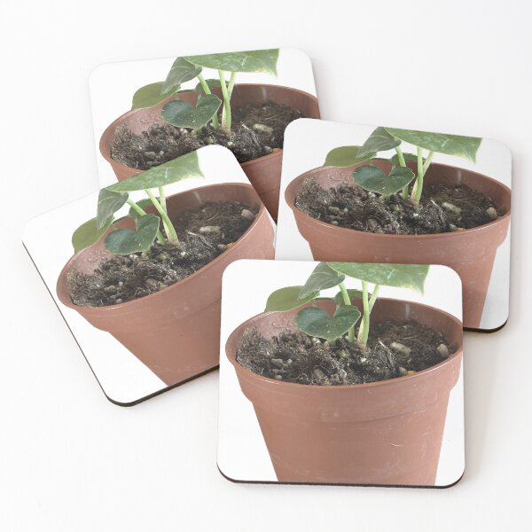 Item preview, Anthurium clarinervium designed and sold by sajin-jip.