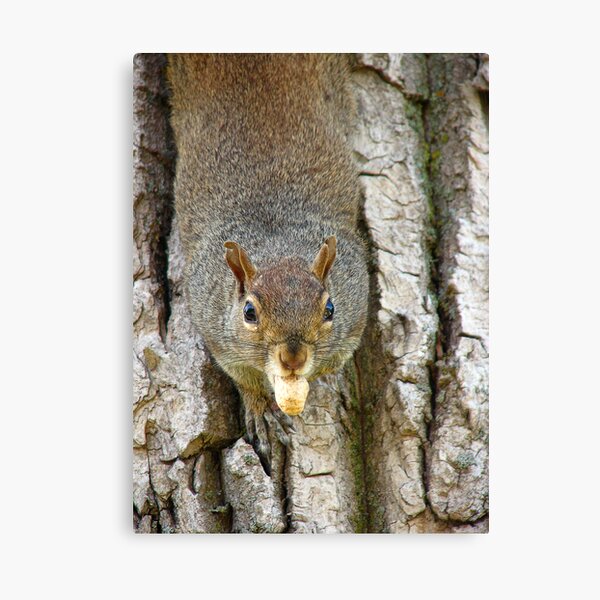 Red Squirrel Canvas Print