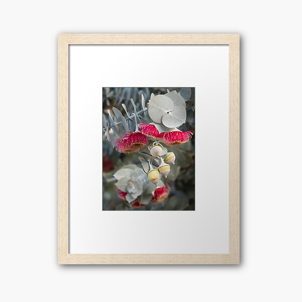 Item preview, Multicolor Eucalyptus rhodantha (Rose Mallee), multiple pink flowers and yellow buds, various layers of depth of field (focus on yellow buds); green blurred background, portrait format designed and sold by Kerstin Lembke.