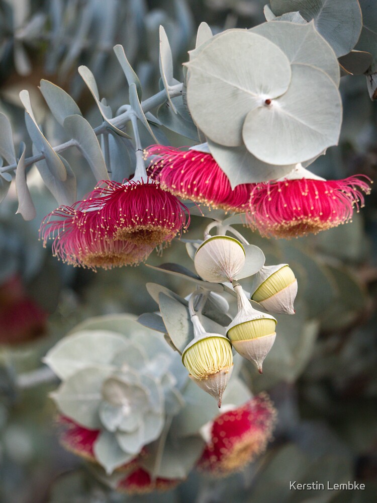 "Multicolor Eucalyptus rhodantha (Rose Mallee), multiple pink flowers and yellow buds, various