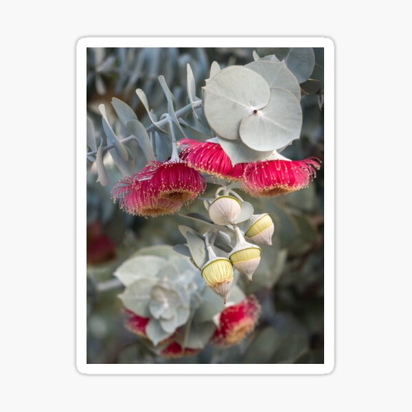 "Multicolor Eucalyptus rhodantha (Rose Mallee), multiple pink flowers and yellow buds, various