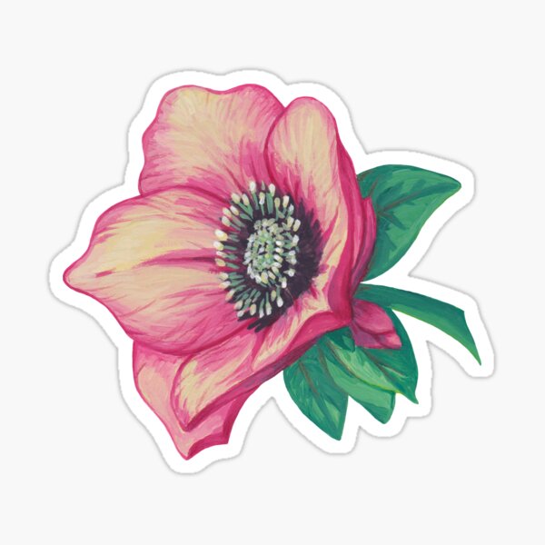 Pink Leaf Helleborus | Hellebore | Paint Christmas Rose Sticker
