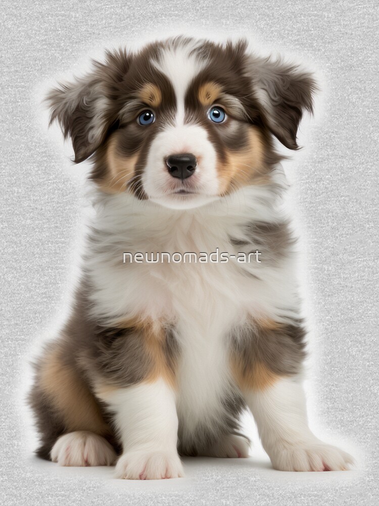 Grey australian shepherd puppy best sale