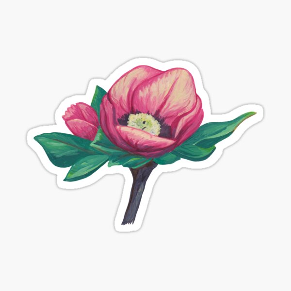 Helleborus rose bud and leaves | hellebore Sticker