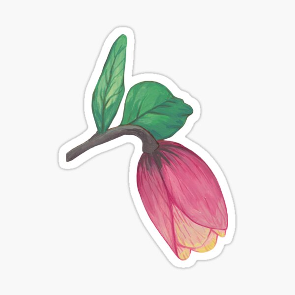 Helleborus pink bud | hellebore Sticker
